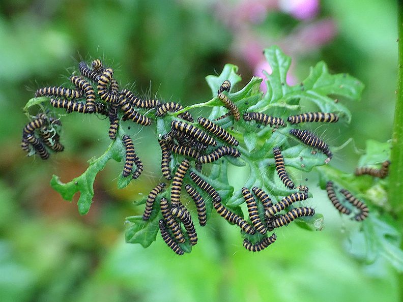Zebrarupsen { Tyria Jacobaeae}