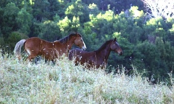 rewilden met je paard