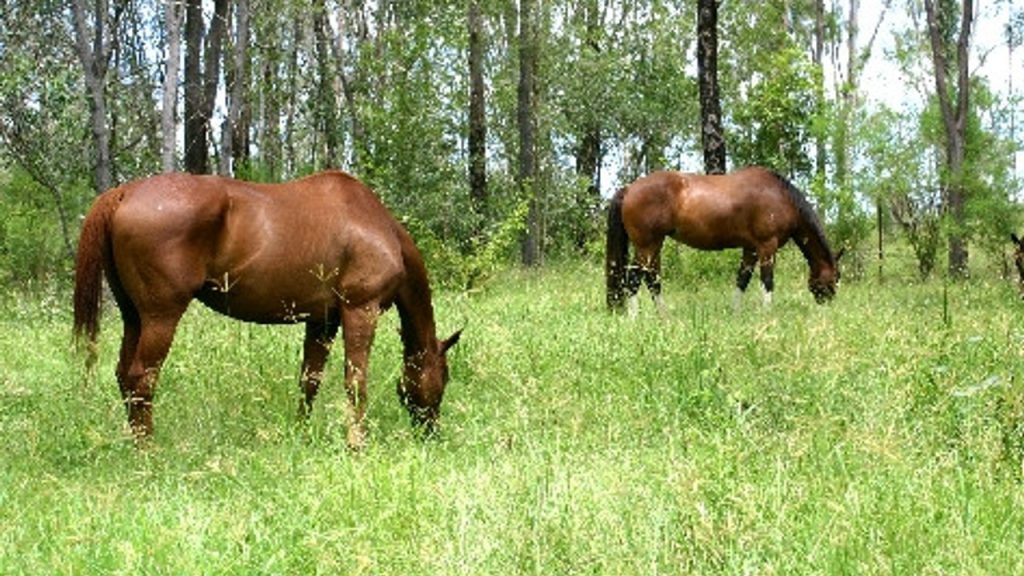 Leer hoe je het land en paarden beter kunt beheren en goed is voor de biodiversiteit.