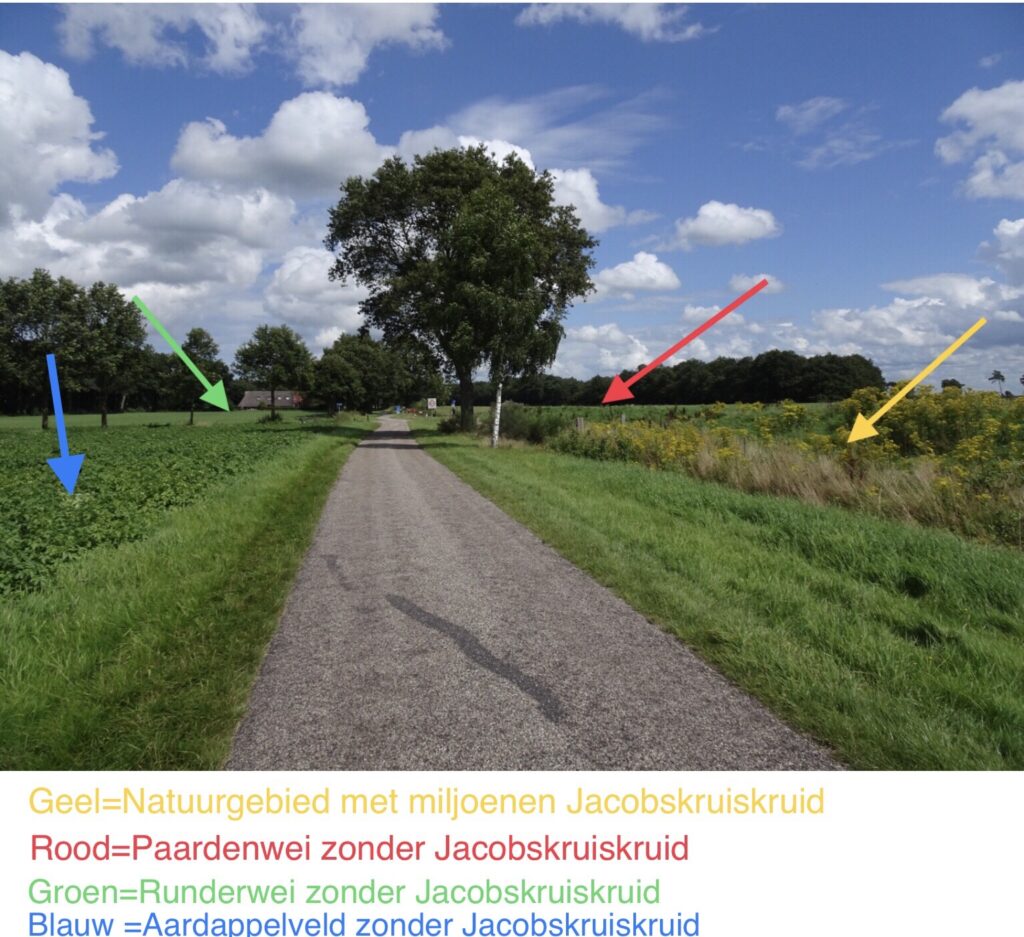Natuurgebied Jakobskruiskruid