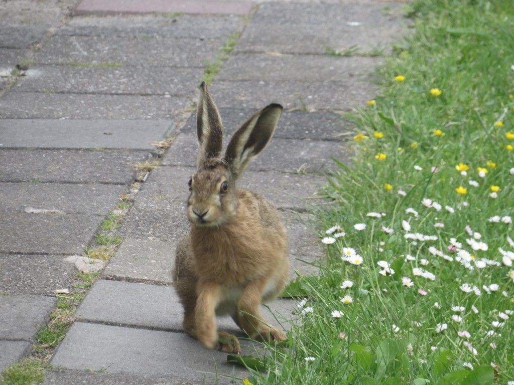 google translate jackrabbit