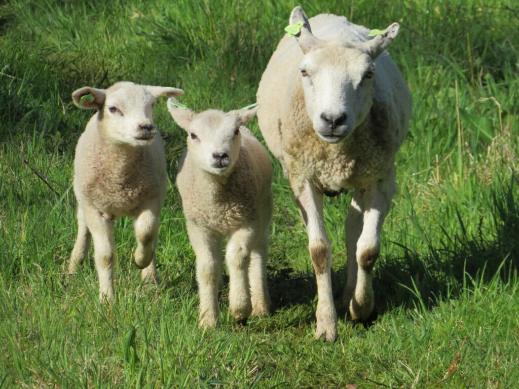 Jakobskruiskruid, neem schapen.