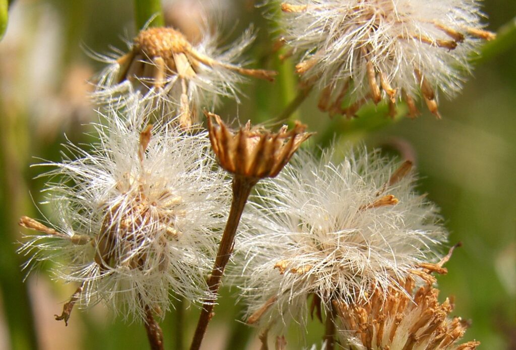 https://www.jakobskruiskruid.com/ Jakobskruiskruid feiten fabels en biodiversiteit