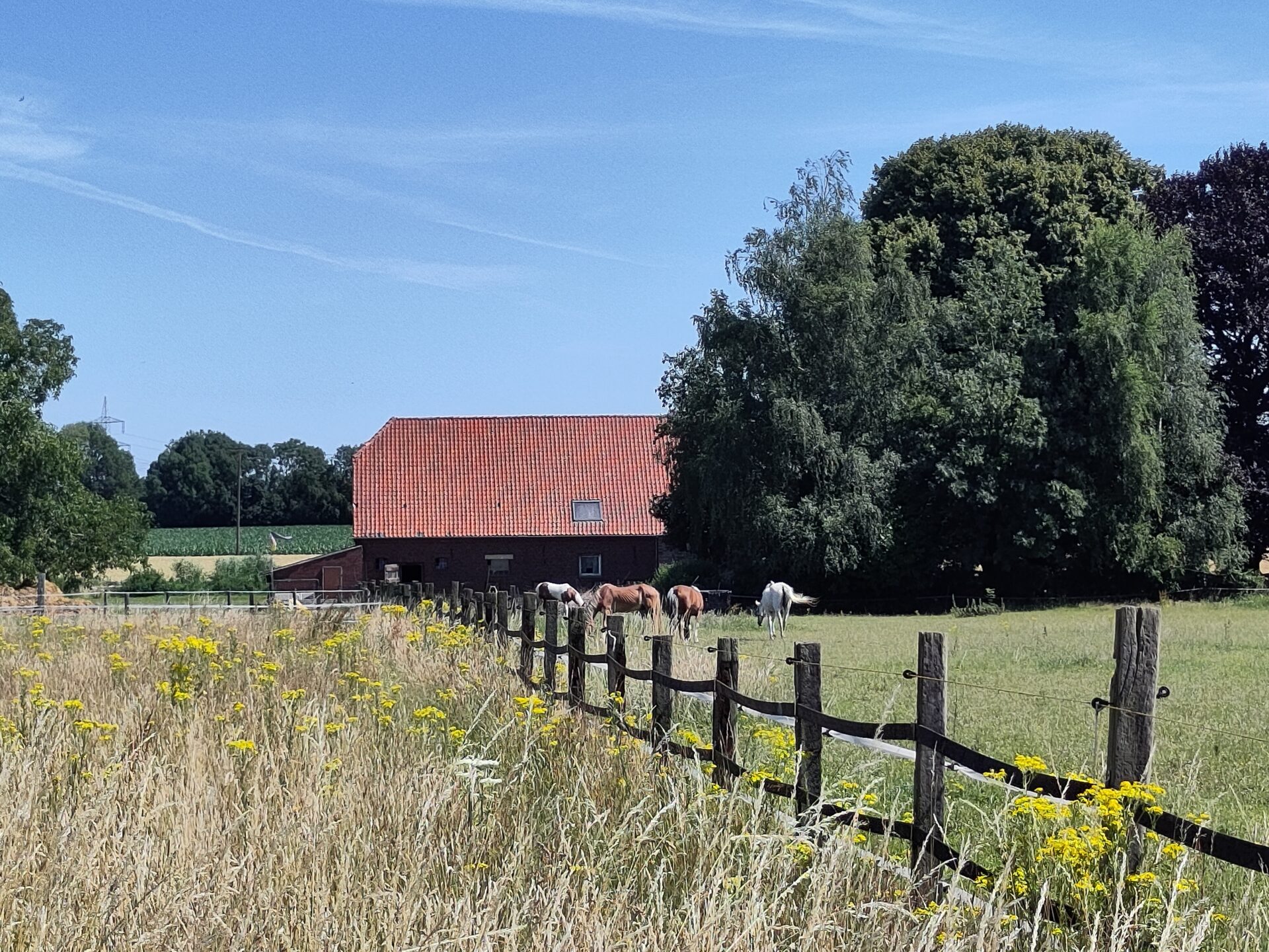 Grasland met Jakobskruiskruid. Slim maaien en beweiden |https://www.jakobskruiskruid.com/