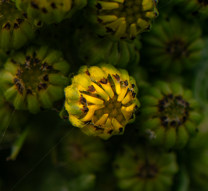 Jakobskruiskruid, Feiten, Fabels en Biodiversiteit. Jakobskruiskruid in bloei – herkenbare inheemse plant voor paardenhouders en natuurliefhebbers