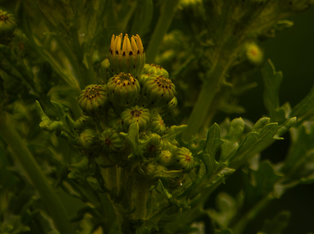 Jakobskruiskruid: Een miskende inheemse plant