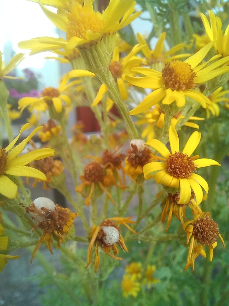 De inheemse zaadvlieg(Botanophila seneciella) en haar smaak voor Jakobskruiskruid.