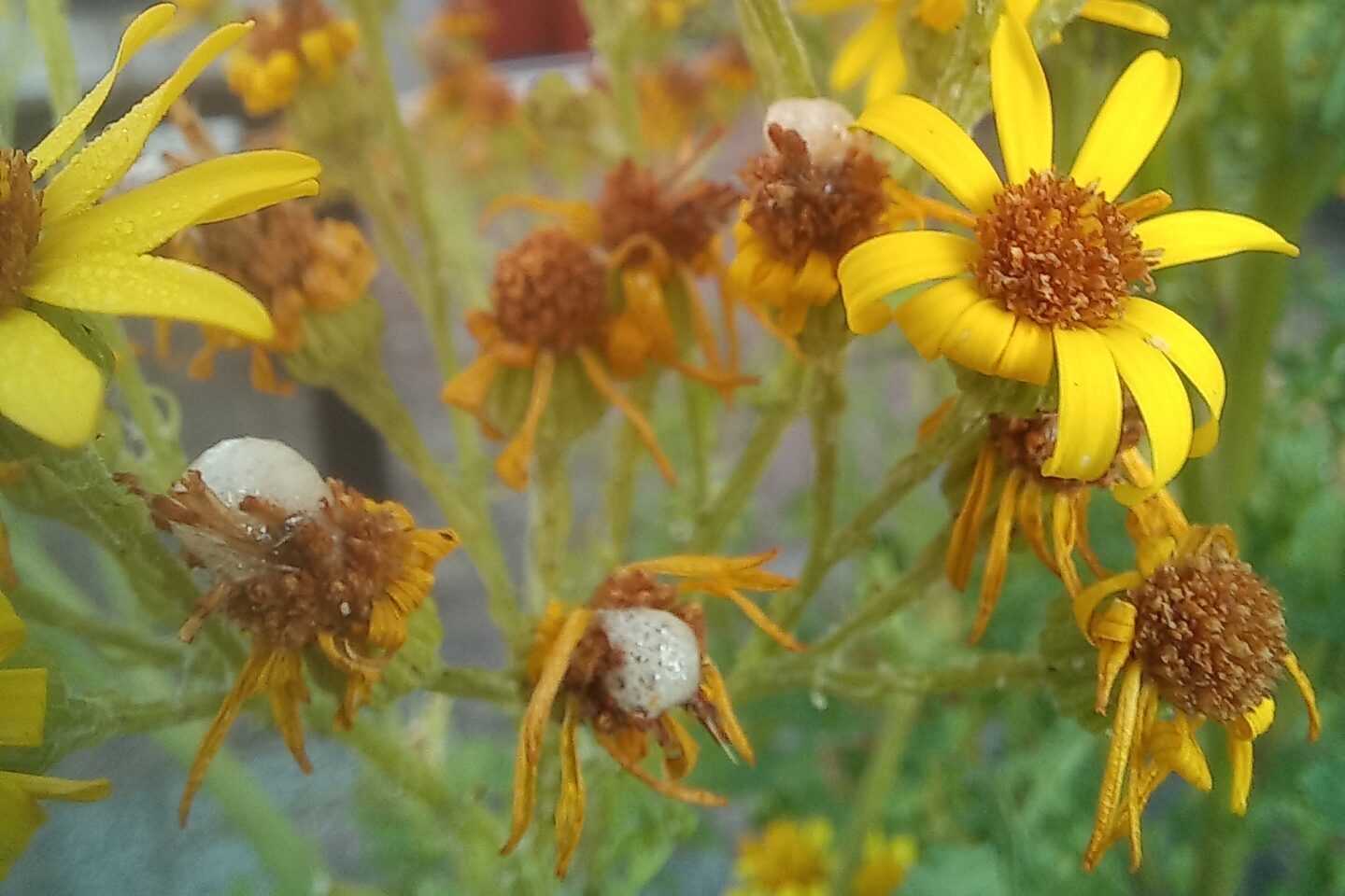 De inheemse zaadvlieg(Botanophila seneciella) en haar smaak voor Jakobskruiskruid.